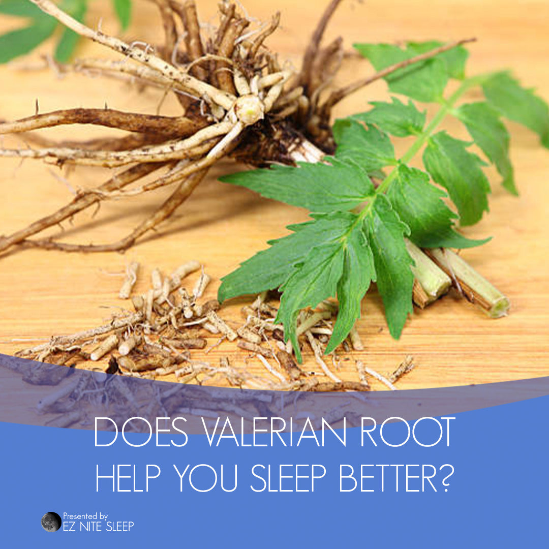 Valerian Root The Herbal Remedy for Better Sleep and How It Works EZ